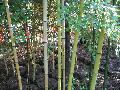 Early Spring Shoot Bamboo / Phyllostachys praecox 